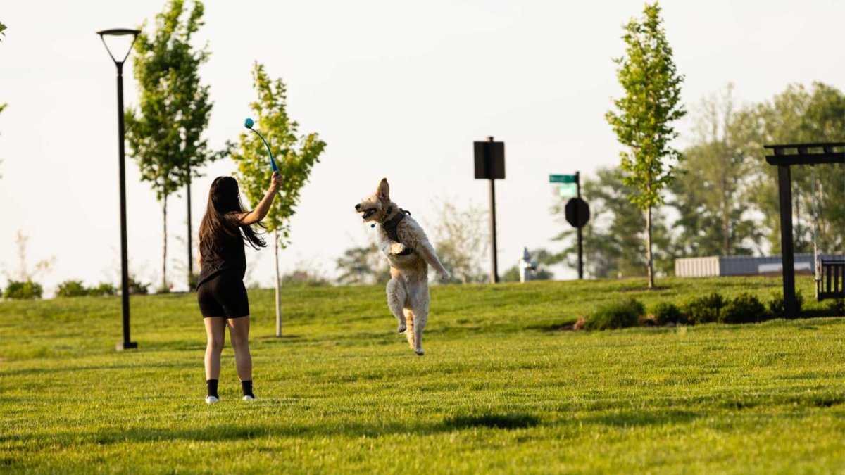 Woman playing fetch with her dog in a green open park at Wescott, a community by HHHunt Homes, highlighting pet-friendly outdoor spaces and active lifestyles.