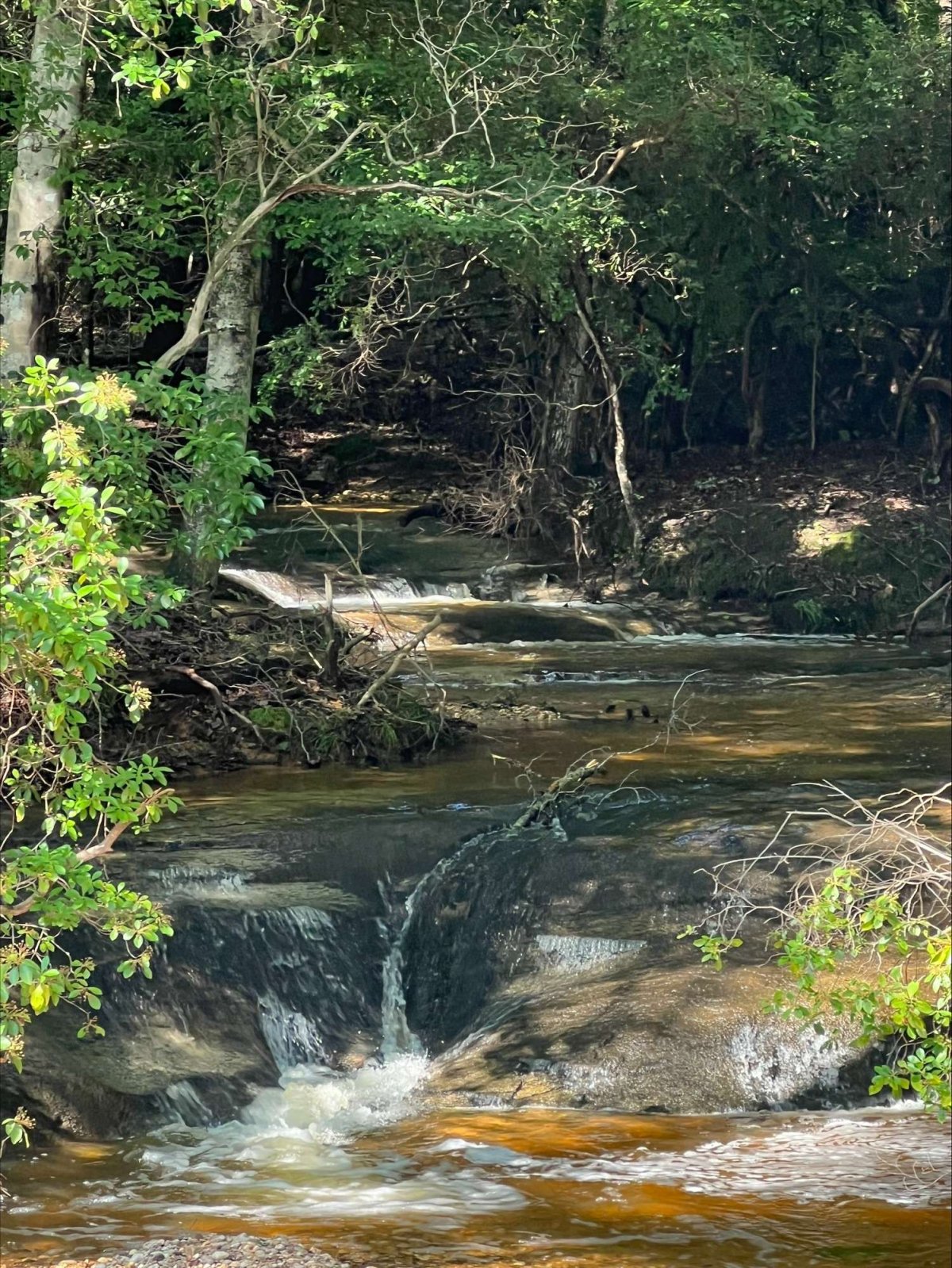 A flowing creek in the woods with multiple small waterfalls.