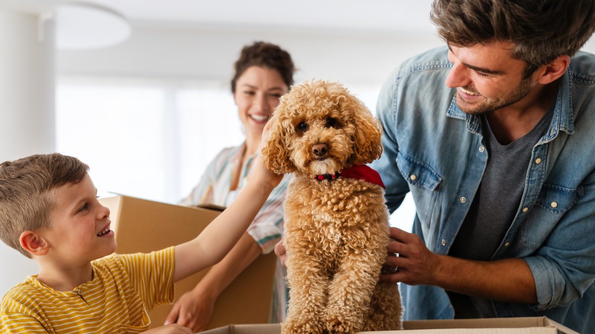 A family of three unpacking boxes in their new house. Their dog pops out of a box in the foreground.