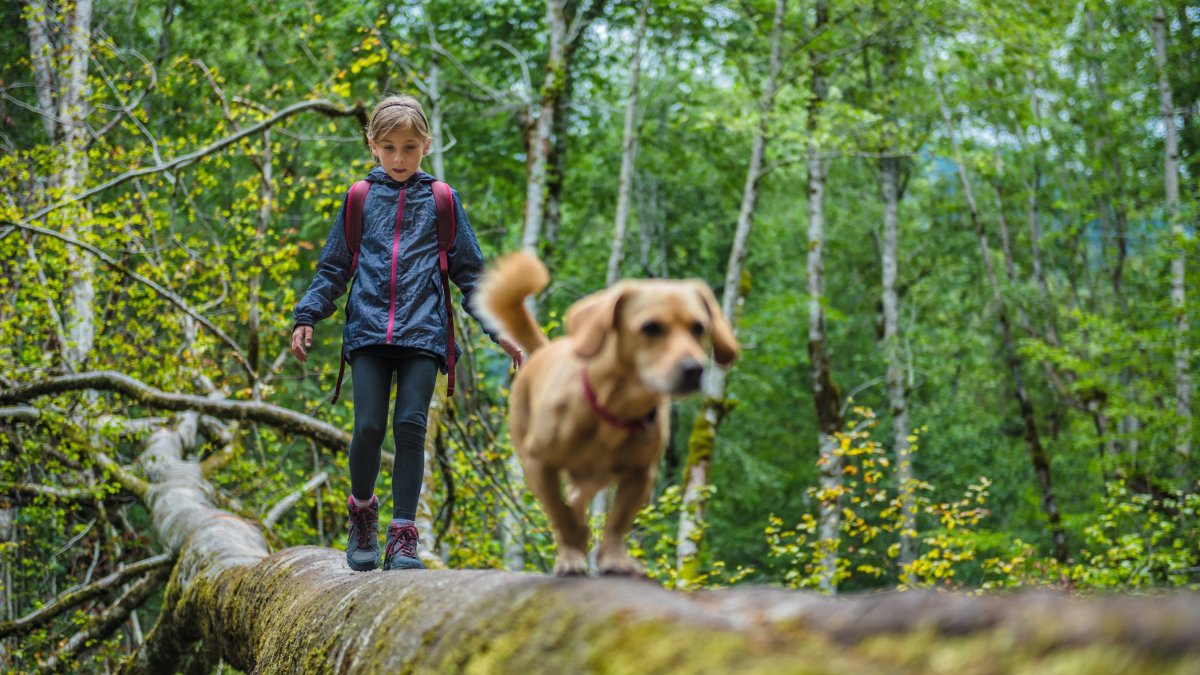 A girl on a hike with her dog. They both walk across a fallen tree